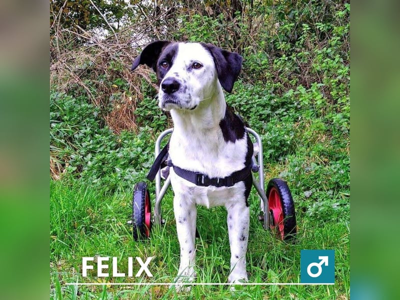 Felix: Traumhund mit Handicap