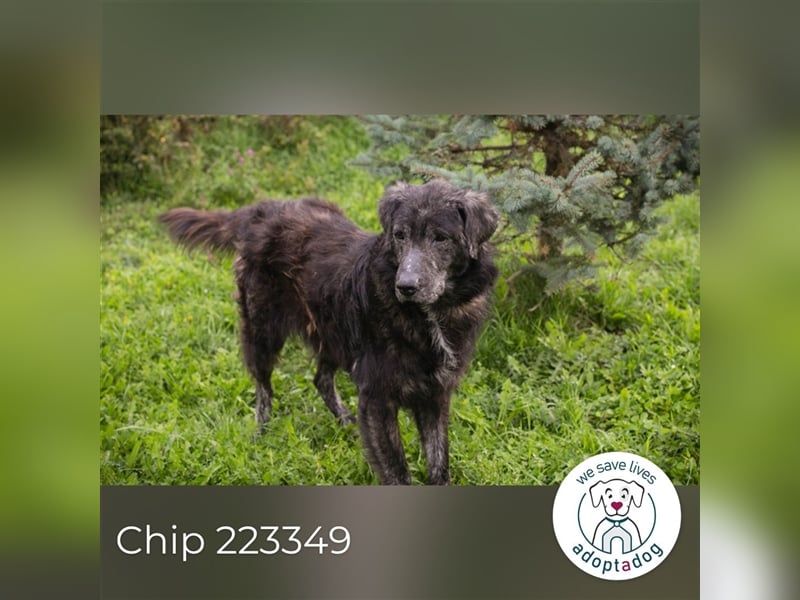 Chip 223349: Sucht ein Zuhause