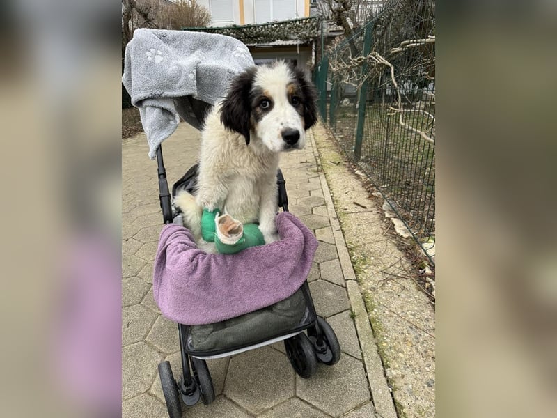 Boomer: Großer Hund, großes Herz