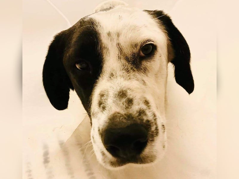 Felix: Traumhund mit Handicap
