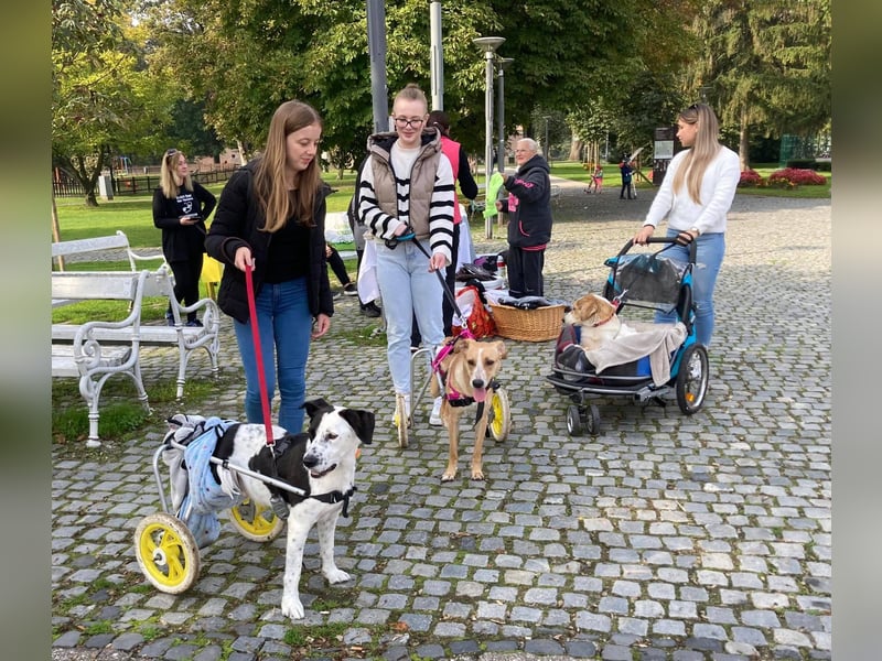 Felix: Traumhund mit Handicap