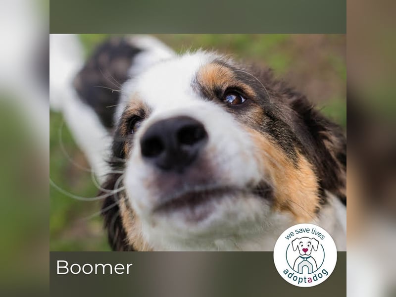 Boomer: Großer Hund, großes Herz