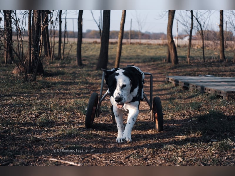 Felix: Traumhund mit Handicap