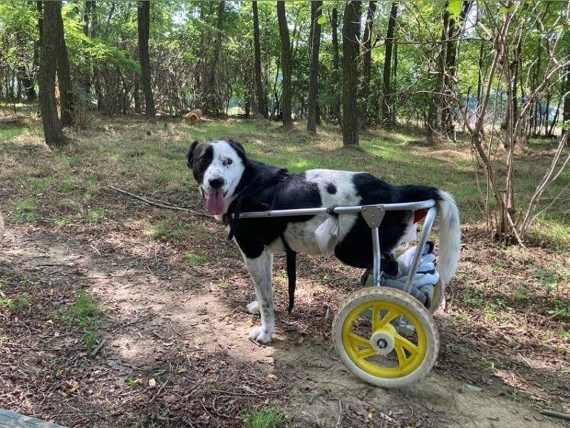 Felix: Traumhund mit Handicap