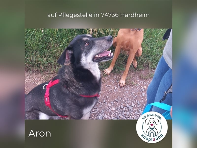 Aron: Herz auf vier Pfoten (in 74736 Hardheim/D)