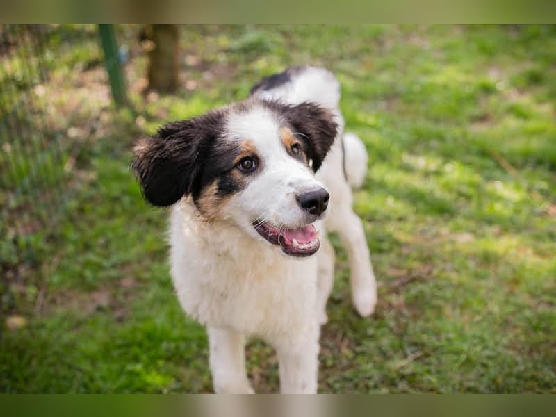 Boomer: Großer Hund, großes Herz
