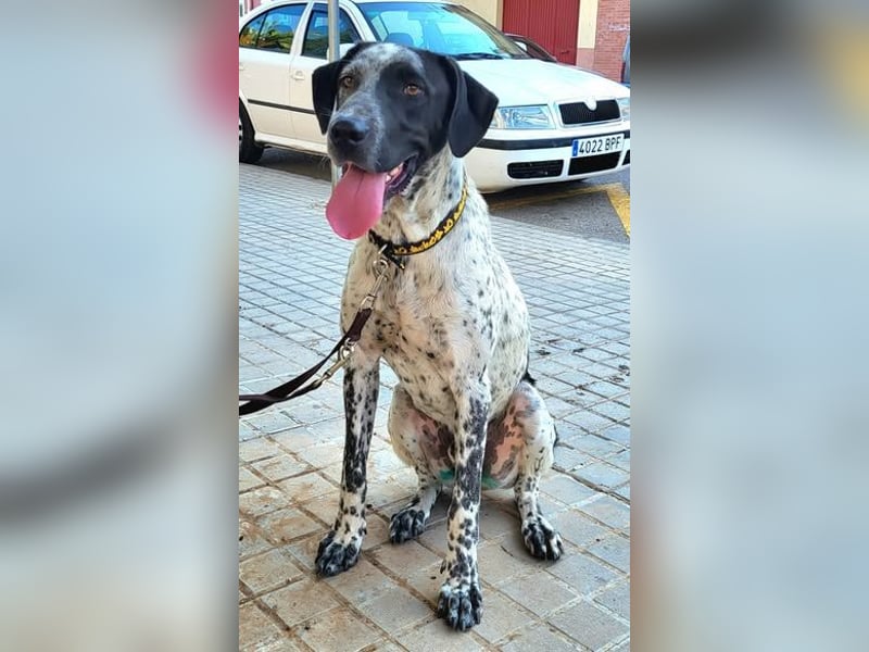 CAPTAIN ❤️ junger sanfter Riese sucht ein Zuhause