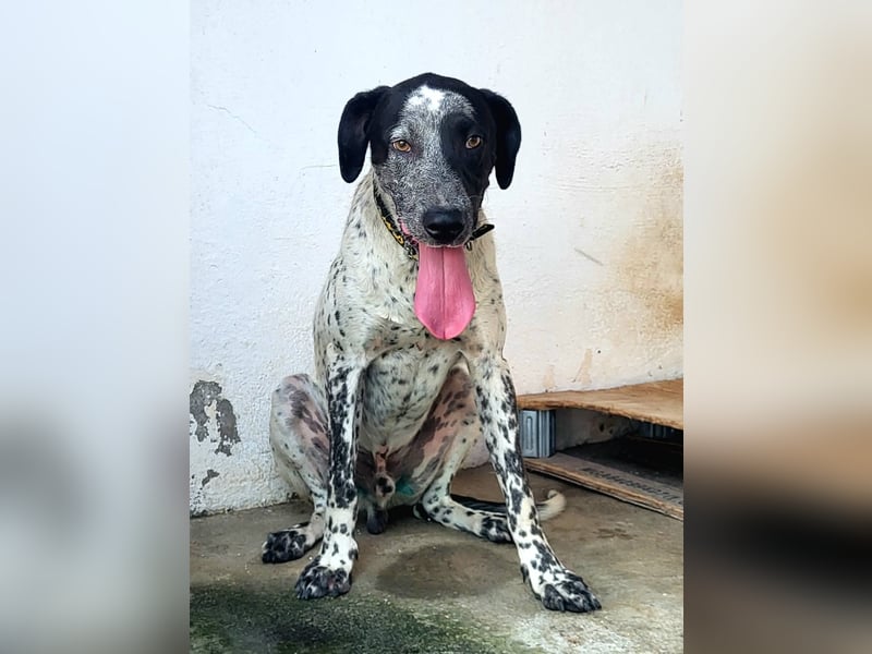 CAPTAIN ❤️ junger sanfter Riese sucht ein Zuhause