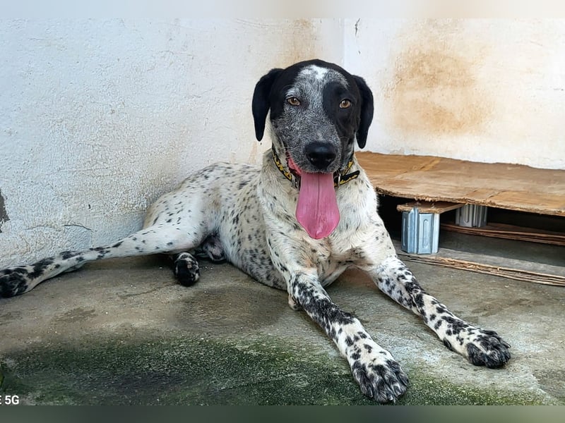 CAPTAIN ❤️ junger sanfter Riese sucht ein Zuhause