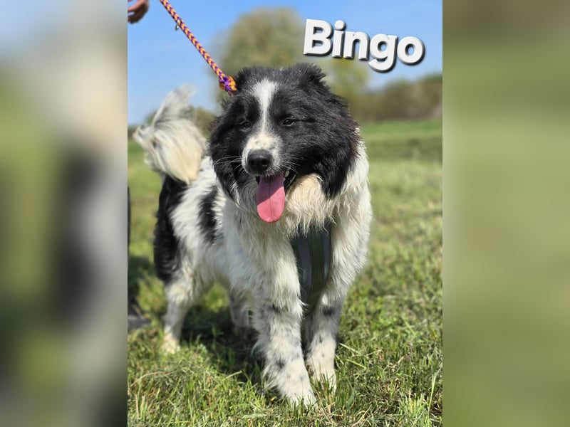 Bingo❤️
