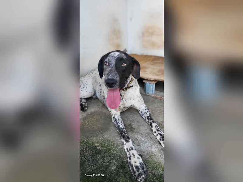 CAPTAIN ❤️ junger sanfter Riese sucht ein Zuhause