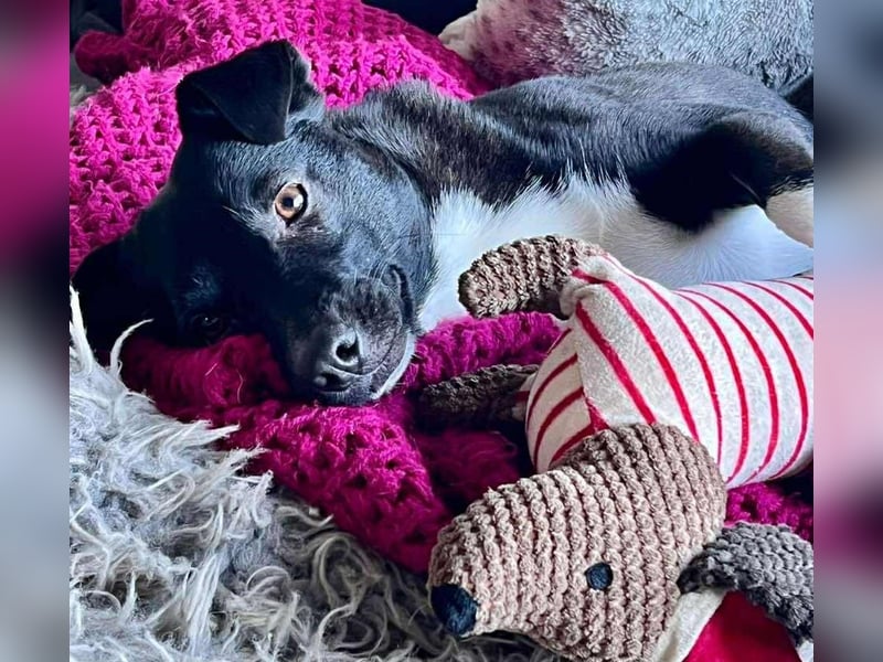 Muffin   aktiver Schatz sucht seine Menschen