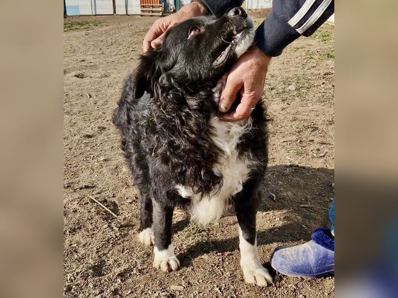Verschmuster und menschenbezogener Senior Joschi