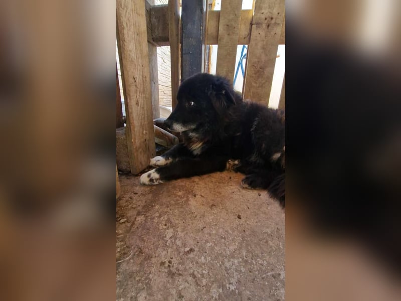 Banjo möchte dringend liebevolles Zuhause