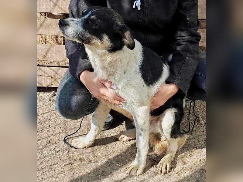 Freundlicher Junghund Bruno