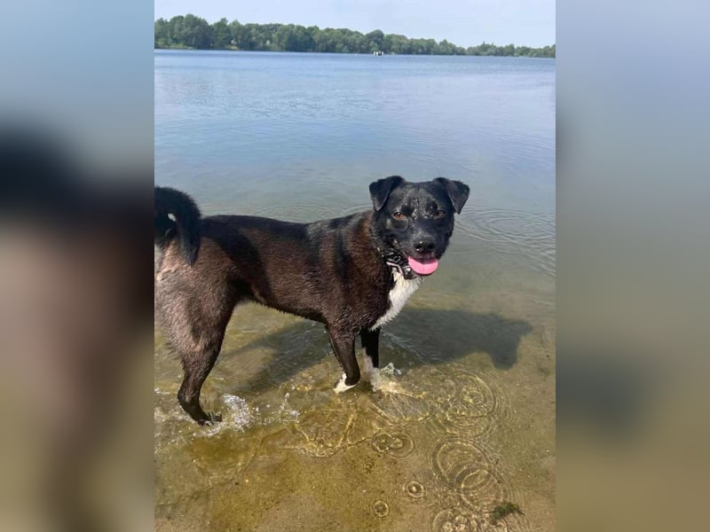 Muffin   aktiver Schatz sucht seine Menschen
