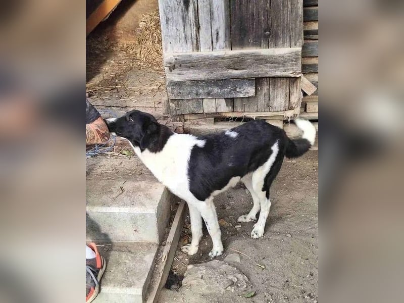 ⭐️CASS⭐️, Rüde, 2,5 Jahre, 48 cm, Mischling, Tierschutz
