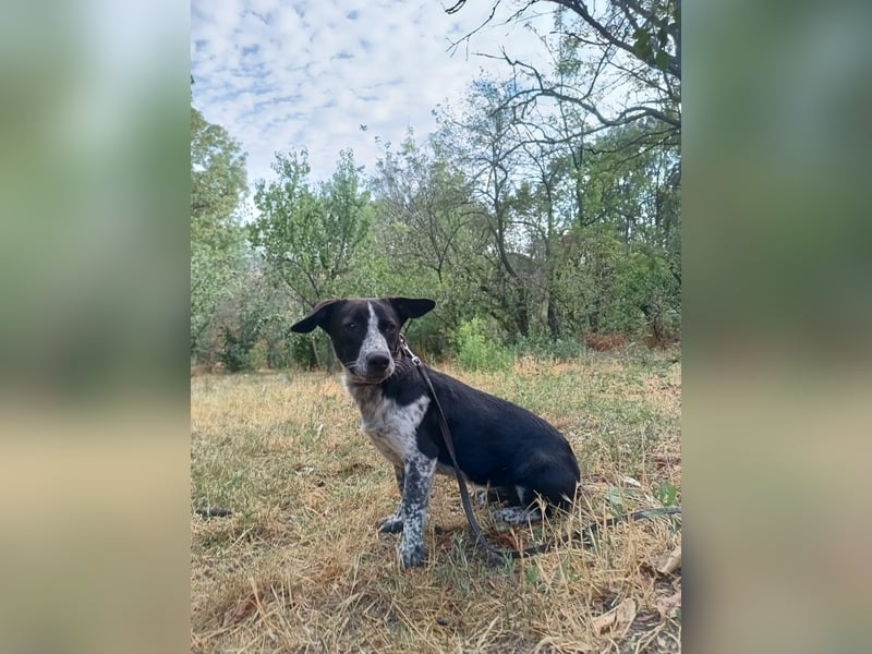 Cody Tierschutzhund sucht ein Zuhause