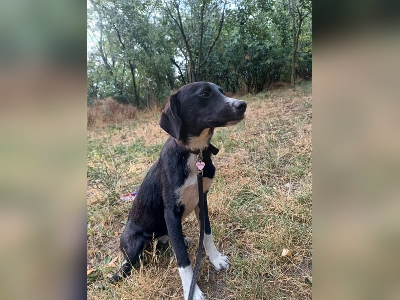 Collin Tierschutzhund sucht ein Zuhause