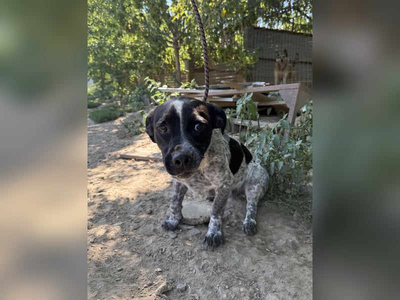 Rocky - sitzt verzweifelt im Tierheim