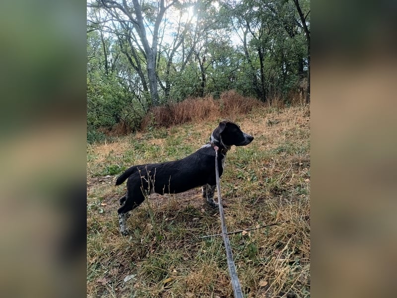 Cody Tierschutzhund sucht ein Zuhause