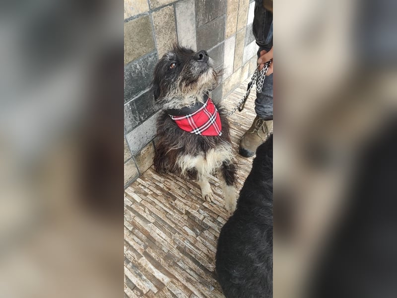 Bosco – was für ein toller Schatz, 5 Jahre alt