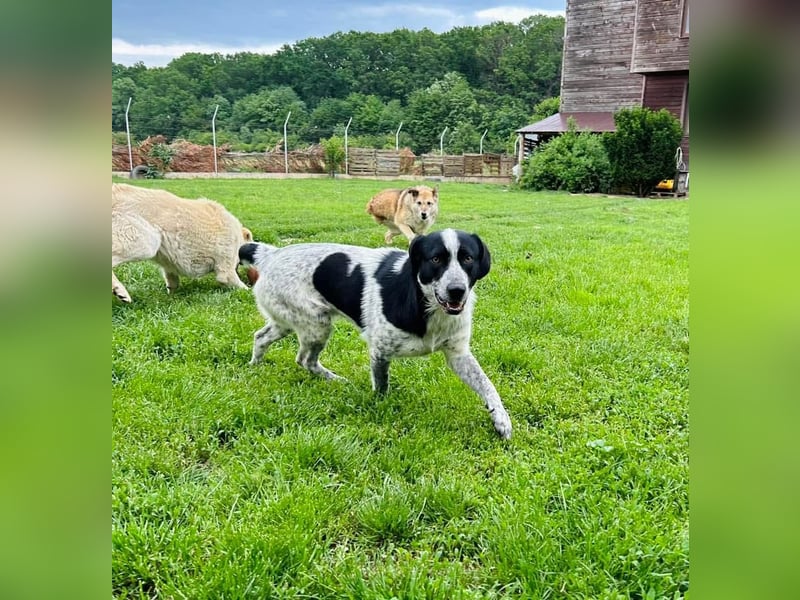 Pongo Tierschutzhund sucht ein Zuhause