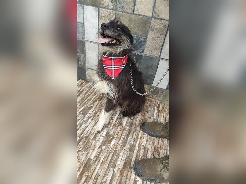 Bosco – was für ein toller Schatz, 5 Jahre alt