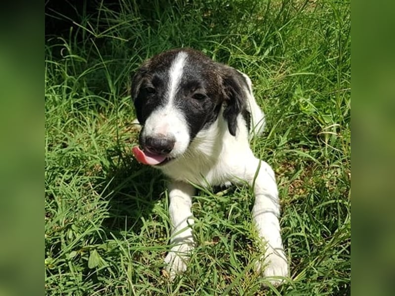 Enzo – 4 Monate alt, ein kleiner Prinz - entsorgt aber gerettet
