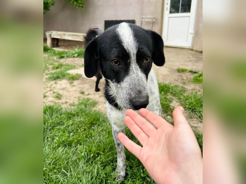 Pongo Tierschutzhund sucht ein Zuhause