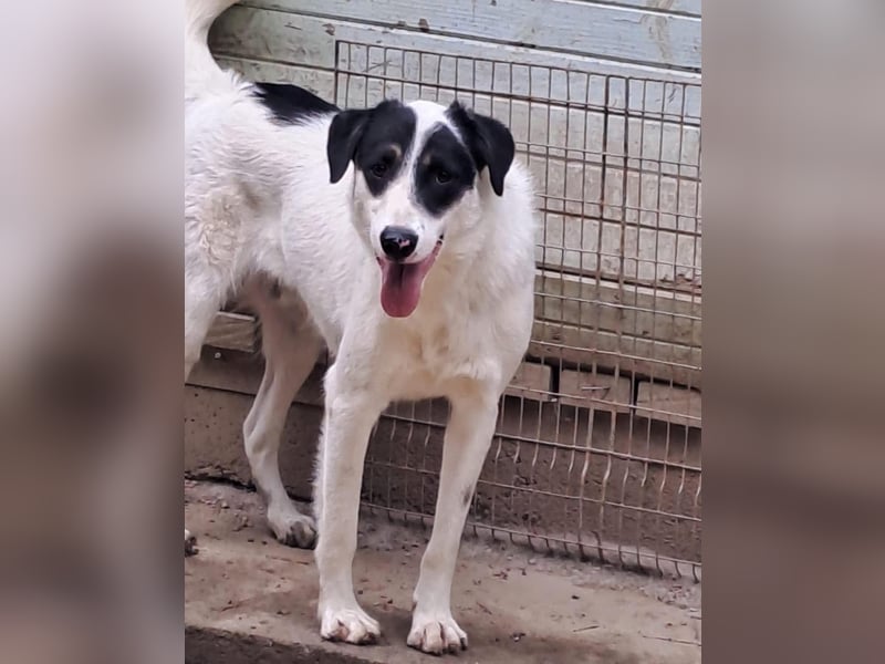 Jony Tierschutzhund sucht ein Zuhause