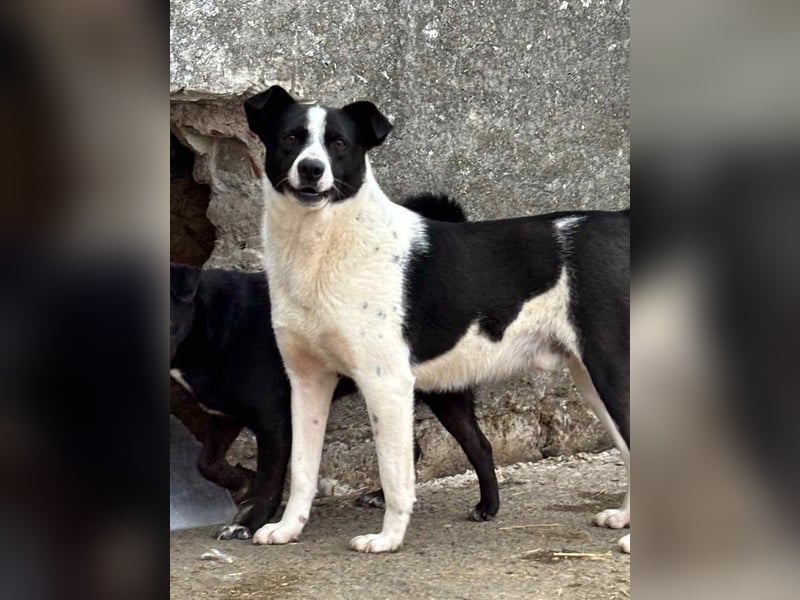 ⭐️PANDA⭐️, Rüde, 3 Jahre, 45 cm, Mischling, Tierschutz