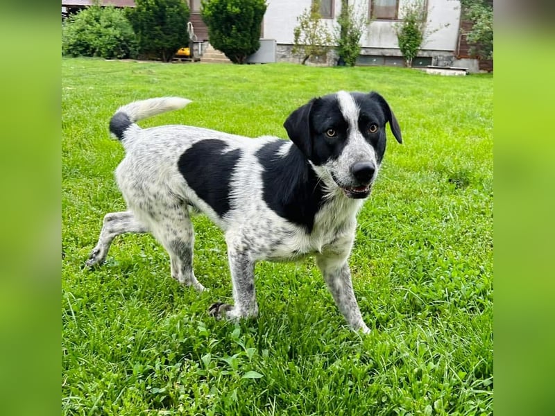 Pongo Tierschutzhund sucht ein Zuhause