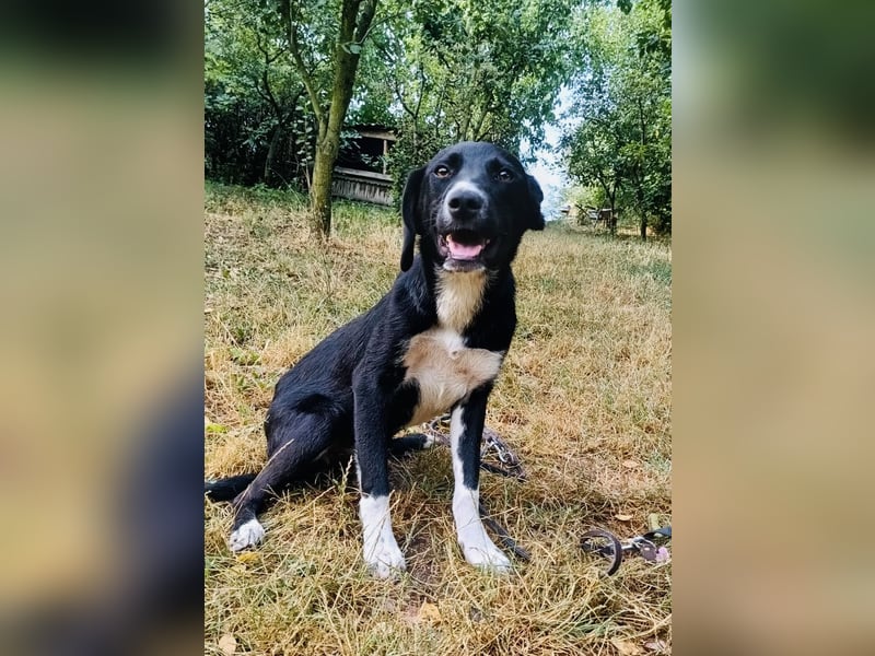 Collin Tierschutzhund sucht ein Zuhause