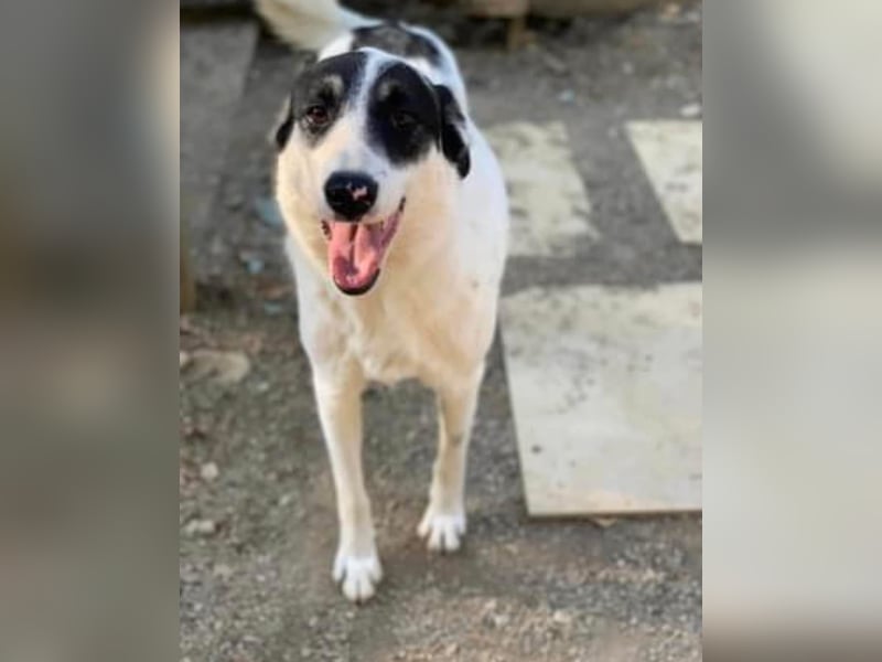 Jony Tierschutzhund sucht ein Zuhause