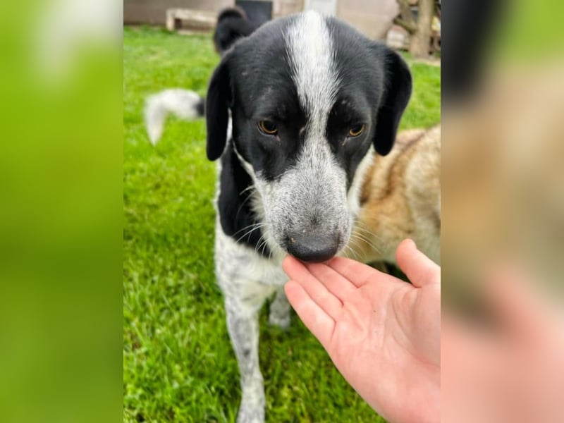 Pongo Tierschutzhund sucht ein Zuhause