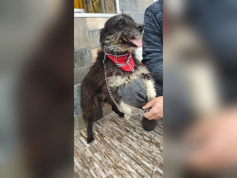 Bosco – was für ein toller Schatz, 5 Jahre alt