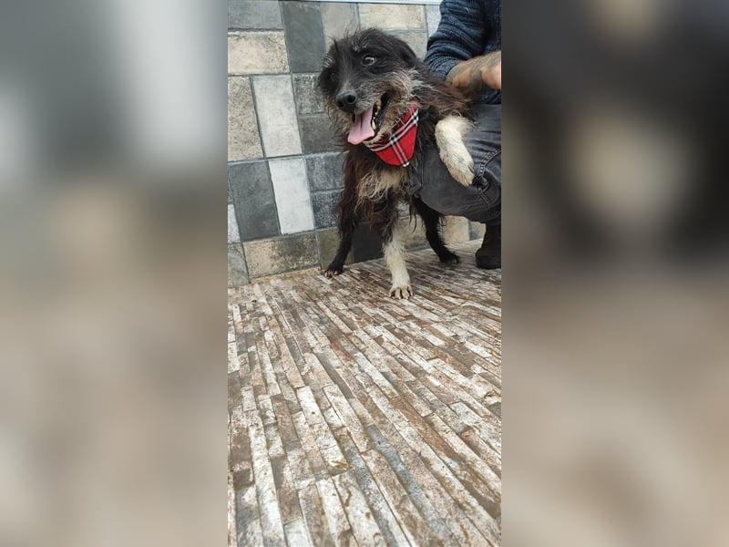 Bosco – was für ein toller Schatz, 5 Jahre alt