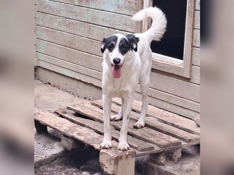 Jony Tierschutzhund sucht ein Zuhause