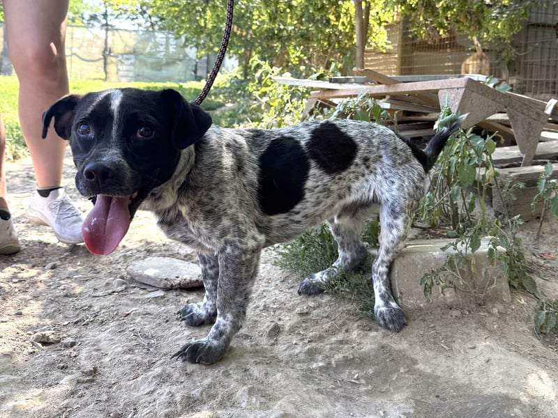 Rocky - sitzt verzweifelt im Tierheim