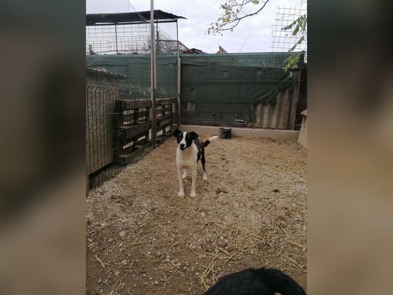 PANDA, Rüde, 3 Jahre, 45 cm, Mischling, Tierschutz