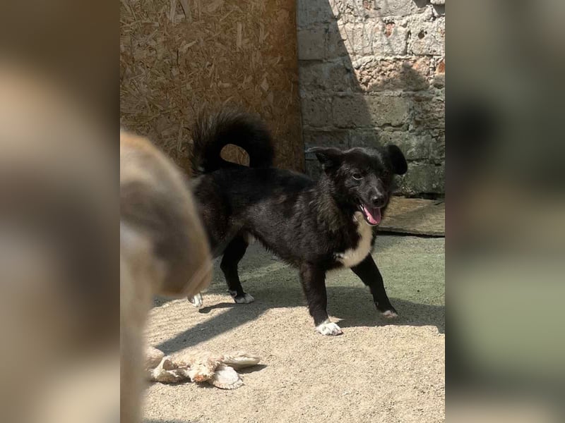 ⭐️ENNIO⭐️, Rüde, 1 Jahr, 30 cm, Mischling, Tierschutz