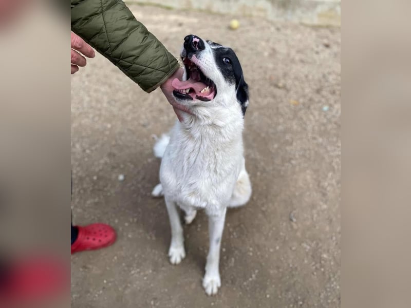 Jony Tierschutzhund sucht ein Zuhause