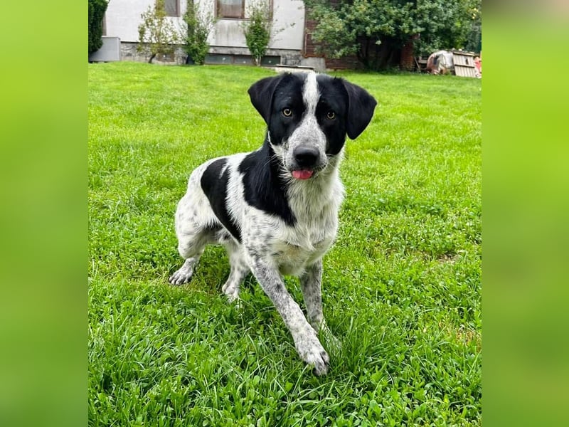 Pongo Tierschutzhund sucht ein Zuhause