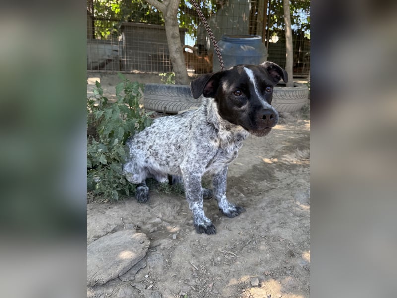 Rocky - sitzt verzweifelt im Tierheim