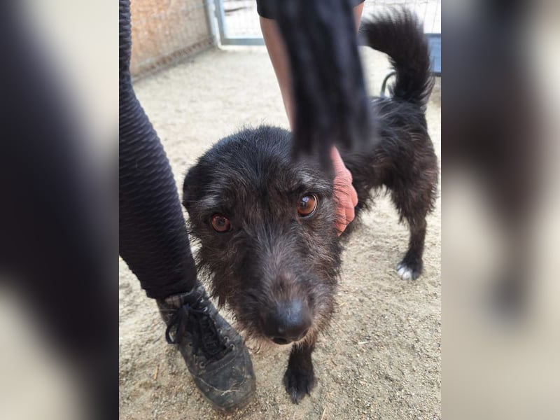 ⭐️BLACKY⭐️, Rüde, 1,5 Jahre, 30 cm, Mischling, Tierschutz