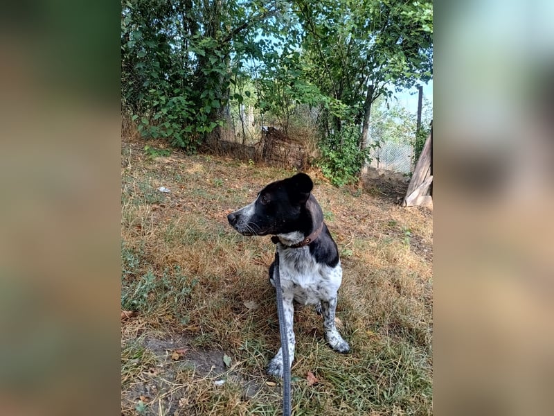 Cody Tierschutzhund sucht ein Zuhause