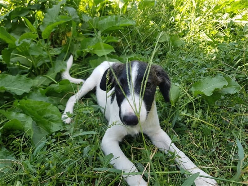 Enzo – 4 Monate alt, ein kleiner Prinz - entsorgt aber gerettet