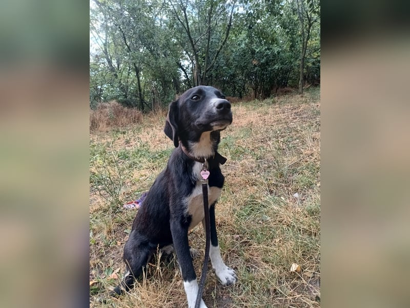 Collin Tierschutzhund sucht ein Zuhause