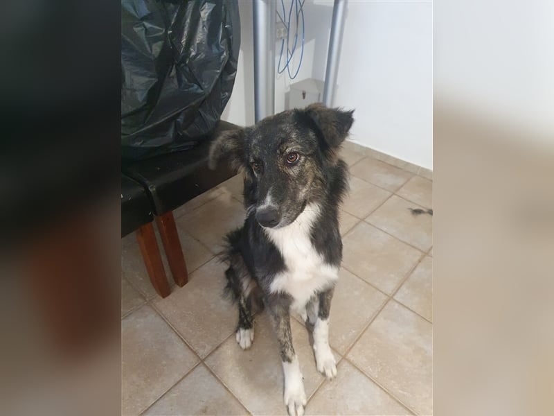 Rüde Crocky lebt in Rumänien auf einer Pflegestelle